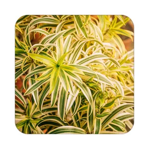 زیر لیوانی کاکتی طرح گل مدل mp18234