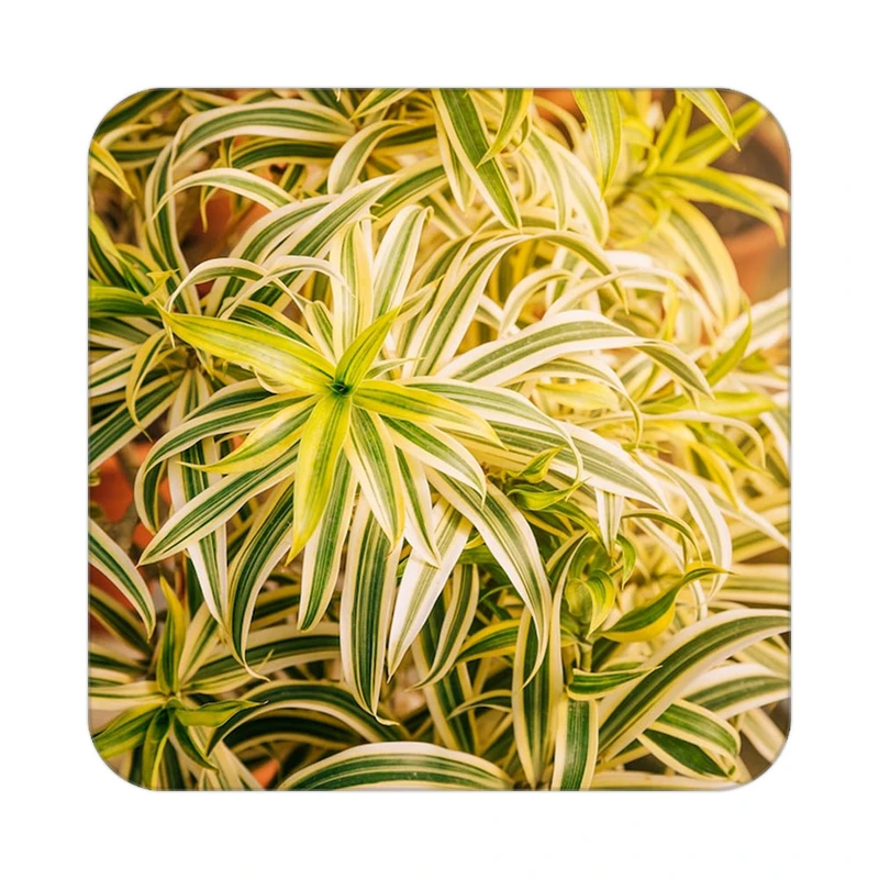 زیر لیوانی کاکتی طرح گل مدل mp18234