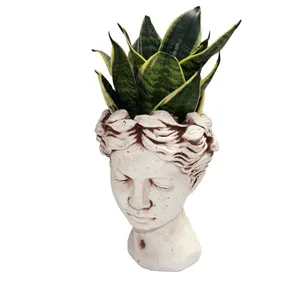 گیاه طبیعی سانسوریا ابلق کد Ro2