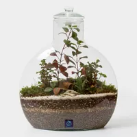 گیاه طبیعی تراریوم سل تراریوم مدل آنتالیا