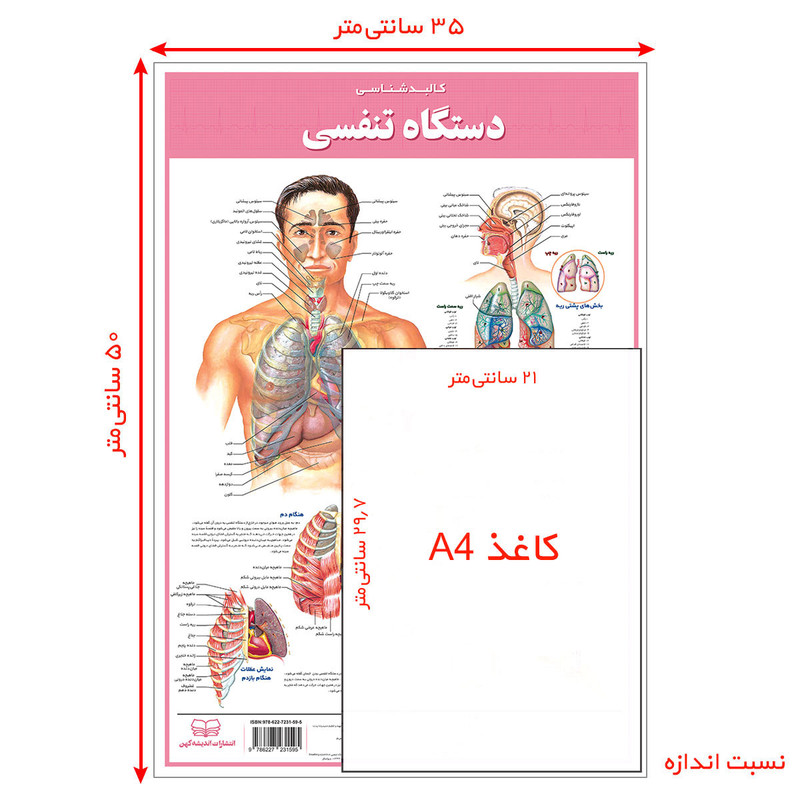 پوستر آموزشی انتشارات اندیشه کهن مدل کالبدشناسی دستگاه تنفسی کد 35-50