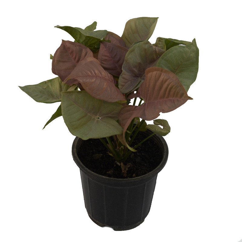 گیاه طبیعی سینگونیوم صورتی مدل SSB1