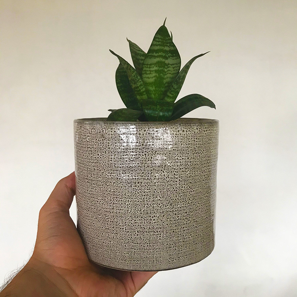 سانسوریا پا کوتاه مدل لوکس رومیزی سانسوریا پا کوتاه مدل لوکس رومیزی