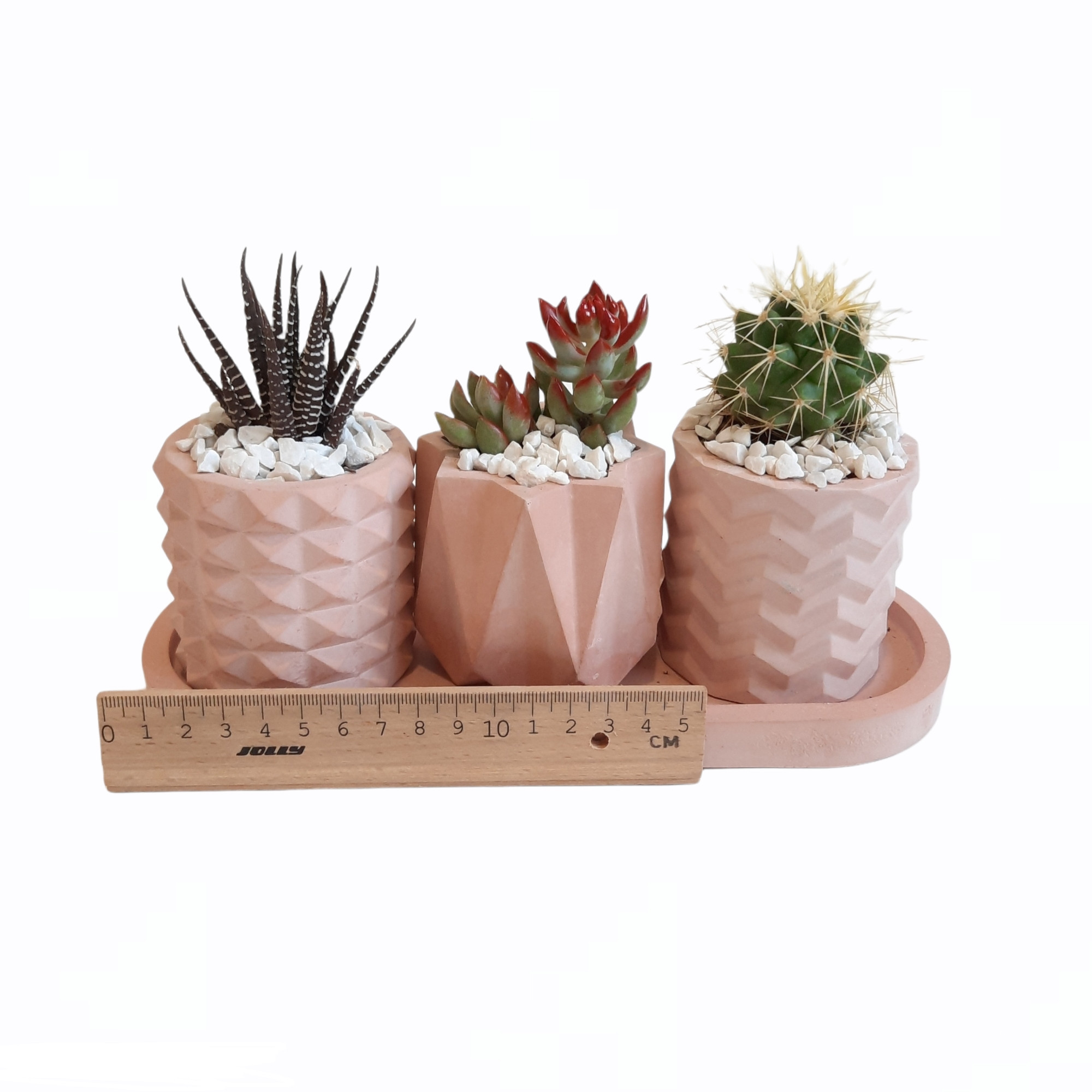 گیاه طبیعی مدل کاکتوس و ساکولنت مجموعه 3 عددی
