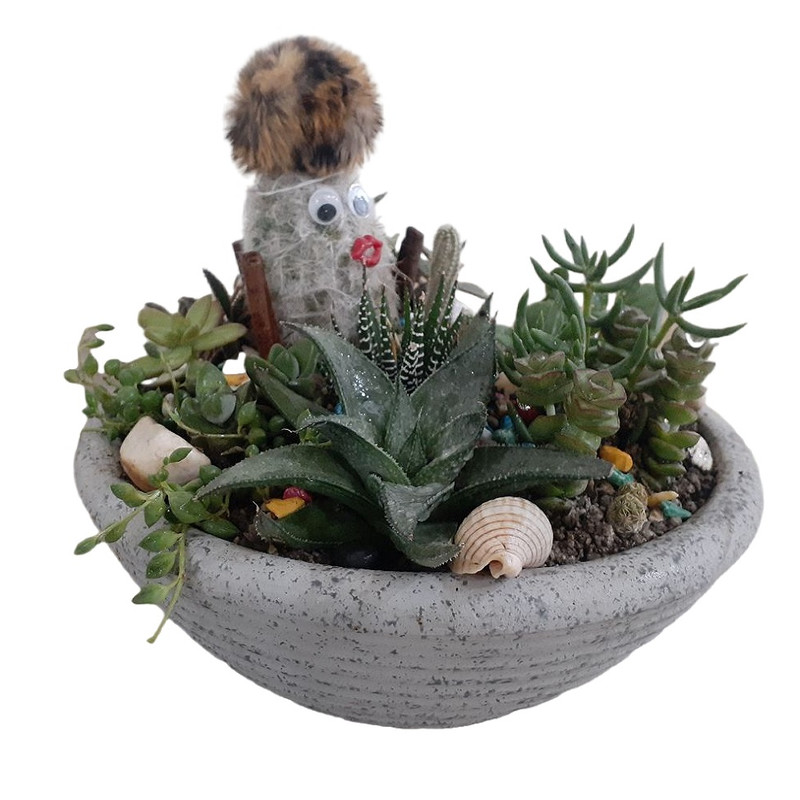 گل طبیعی کاکتوس مدل عروسکی گل طبیعی کاکتوس مدل عروسکی