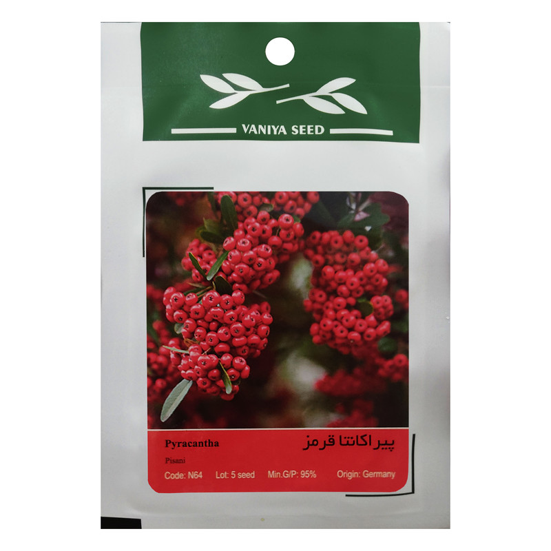 بذر بنسای پیراکانتا قرمز وانیا سید مدل N64