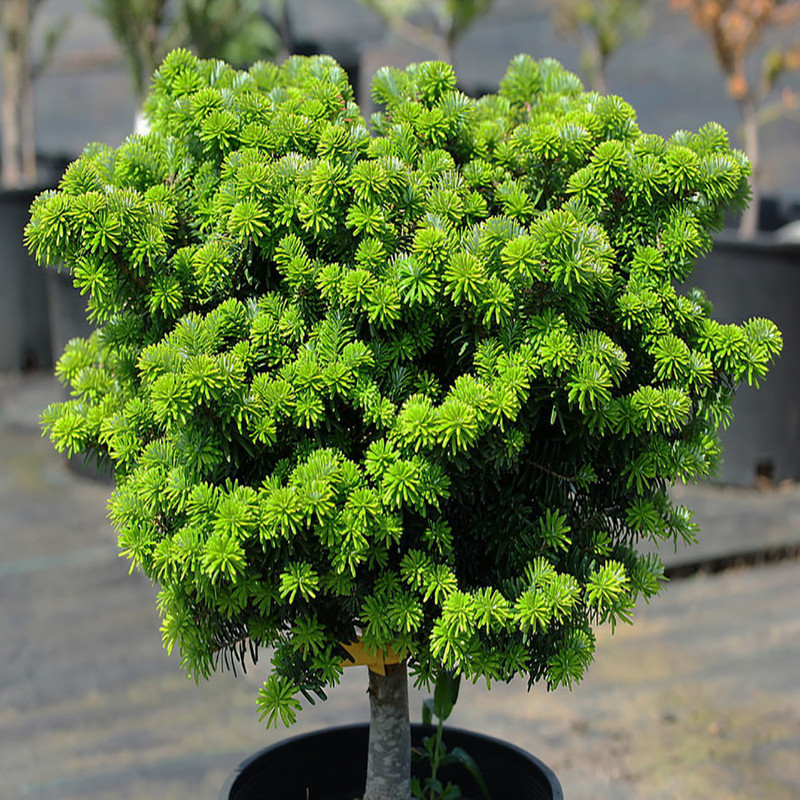 بذر بنسای کاج کورینا وانیا سید مدل T22 مجموعه 3 عددی