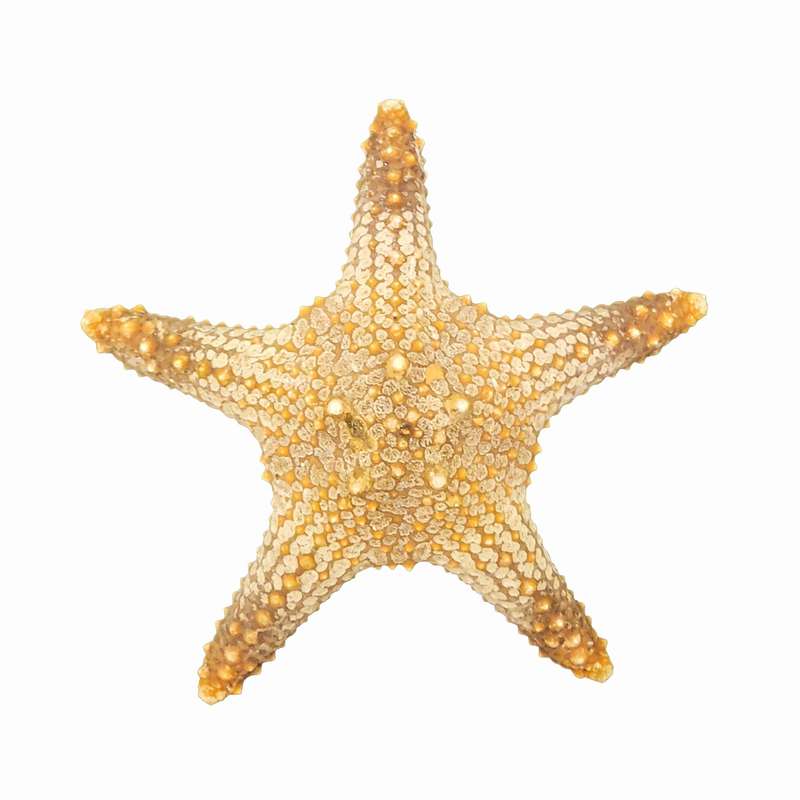 ستاره دریایی تزیینی مدل n1