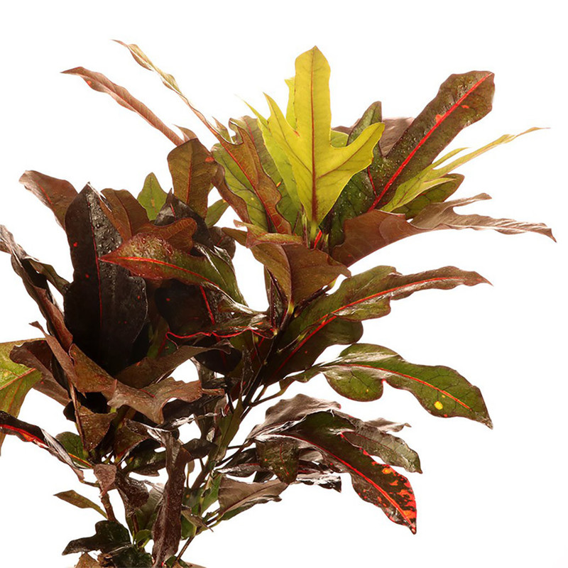 گیاه طبیعی کروتون پنجه کلاغی گلیتال مدل GTL140