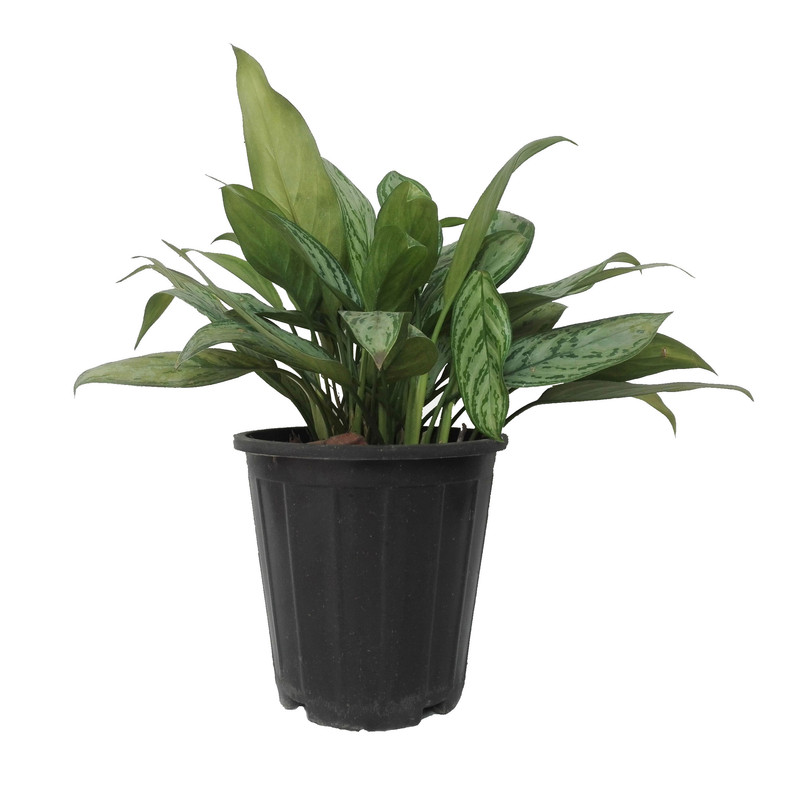 گل طبیعی اگلونما سبز کد 107