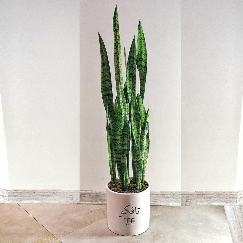 گل طبیعی سانسوريا تافکو کد s1