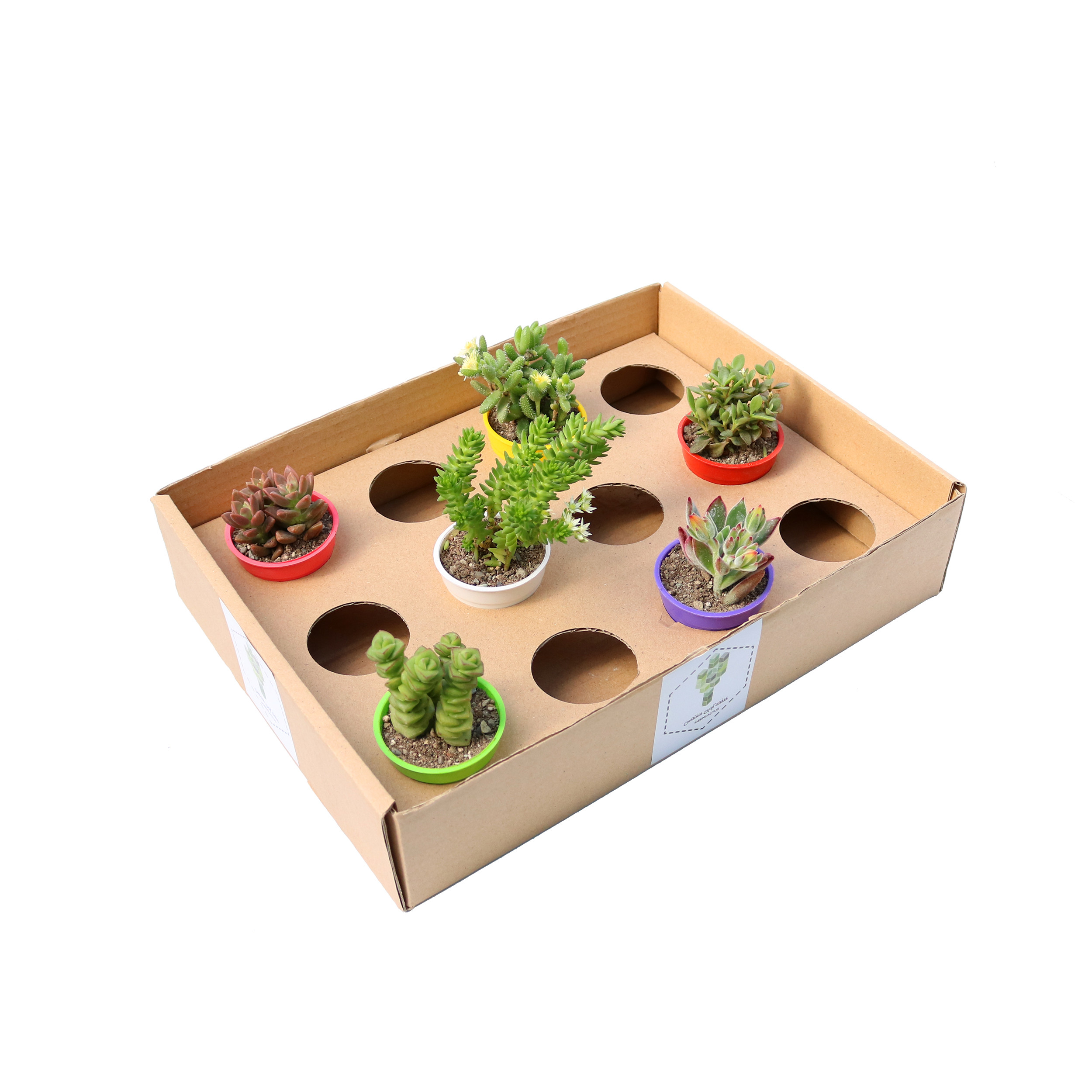 گیاه طبیعی ساکولنت آیدین کاکتوس کد CB-016 مجموعه 6 عددی گیاه طبیعی ساکولنت آیدین کاکتوس کد CB-016 مجموعه 6 عددی