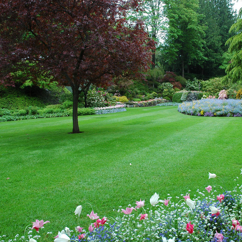 بذر چمن سانیا سید مدل ss7 بذر چمن سانیا سید مدل ss7