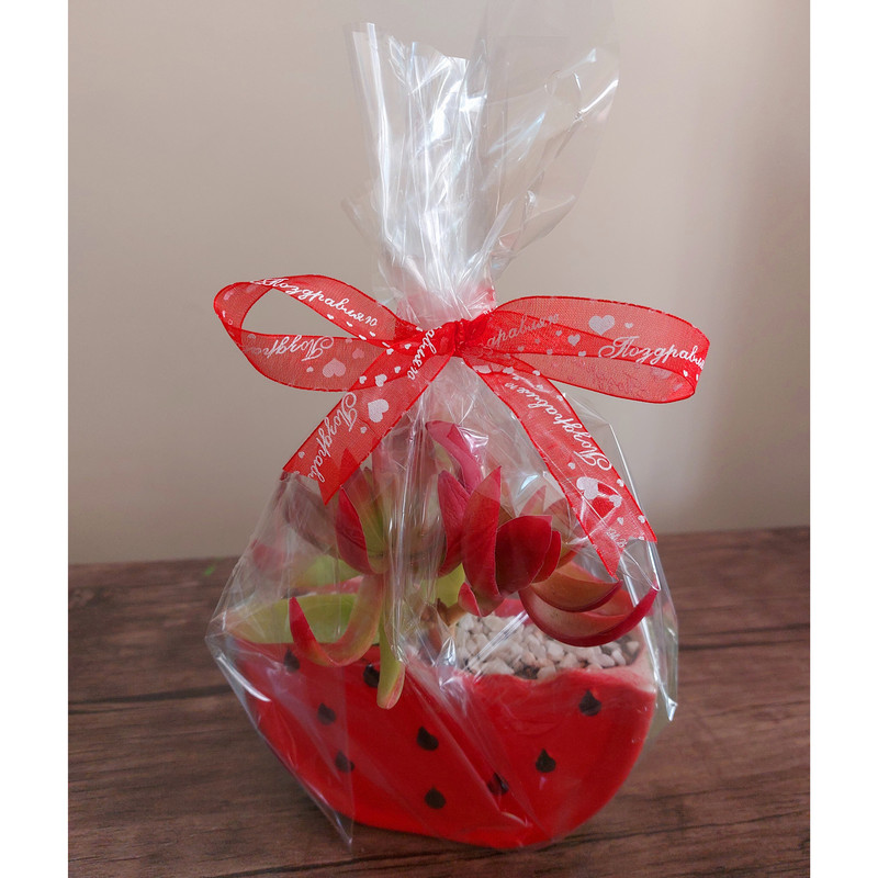 گیاه طبیعی کراسولا آتشین مدل F-27