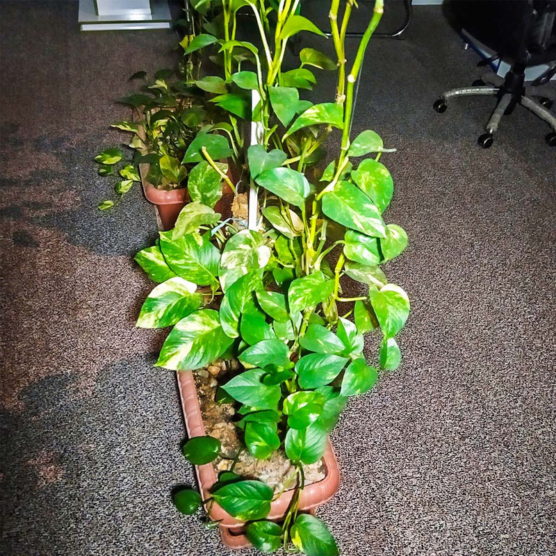 چراغ هالوژن 9 وات شاهچراغ مدل روناک بسته 8 عددی