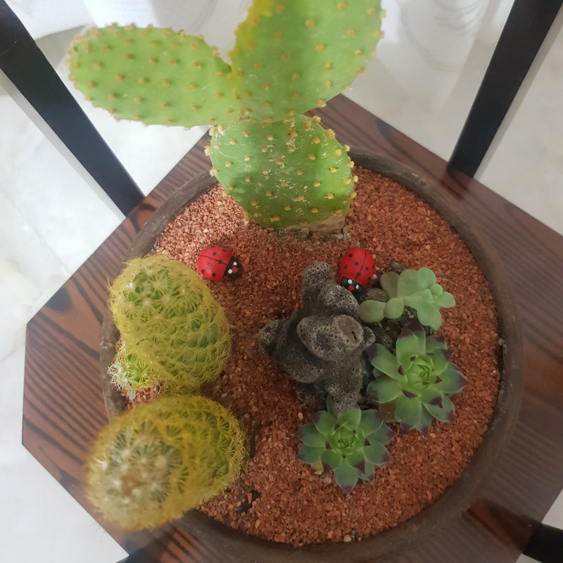 گیاه طبیعی کاکتوس مدل دیش گاردن کد 2022 گیاه طبیعی کاکتوس مدل دیش گاردن کد 2022