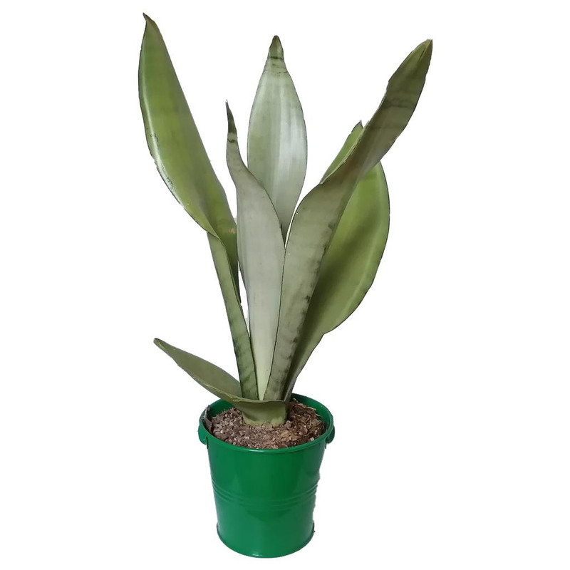 گیاه طبیعی سانسوریا مهتابی کد yf04