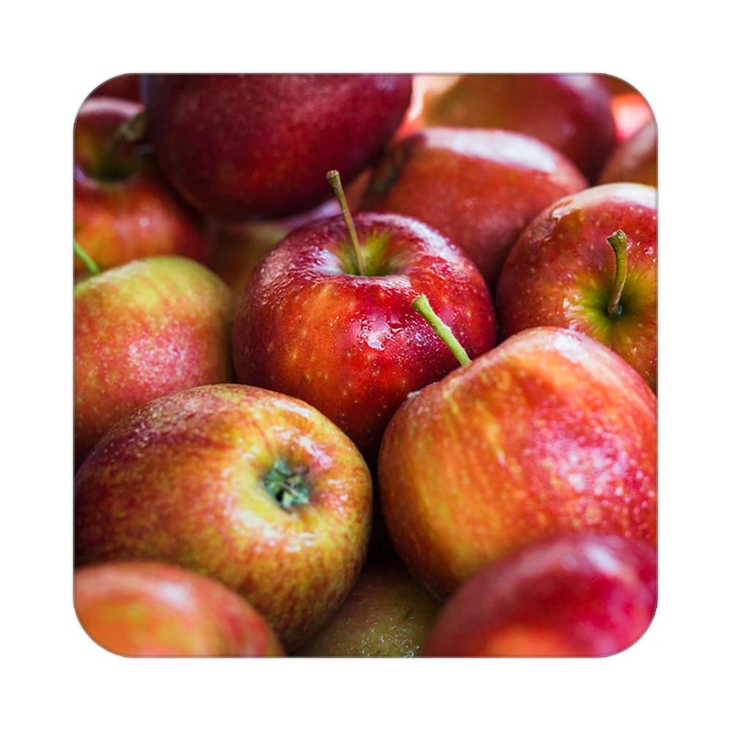 زیر لیوانی کاکتی طرح میوه مدل mp20229