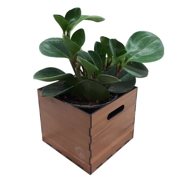 گیاه طبیعی پیرومیا ناردونه کد SA - S02