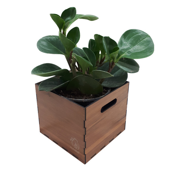 گیاه طبیعی پیرومیا ناردونه کد SA - S02