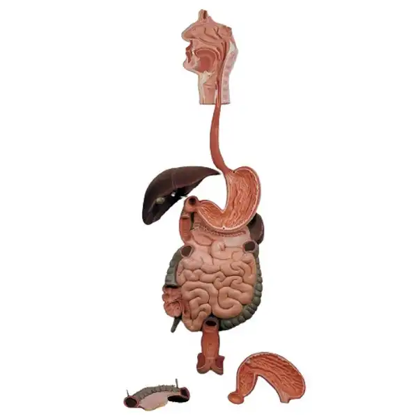 کیت آموزشی مولاژ دستگاه گوارش کد 01