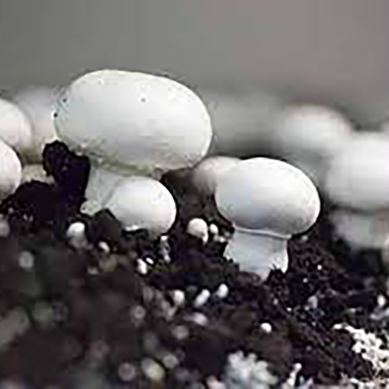 بذر قارچ دکمه ای سفید لیناز گستر کد 09 وزن 200 گرم