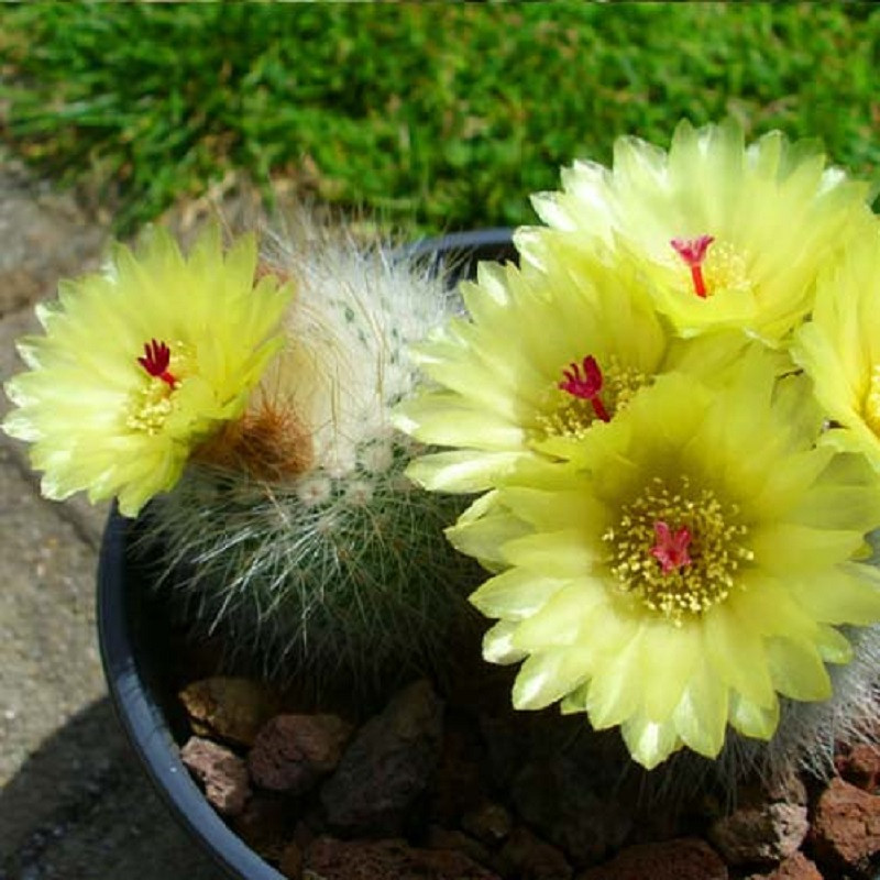 بذر کاکتوس پارودیا جی پی سید مدل GP28562