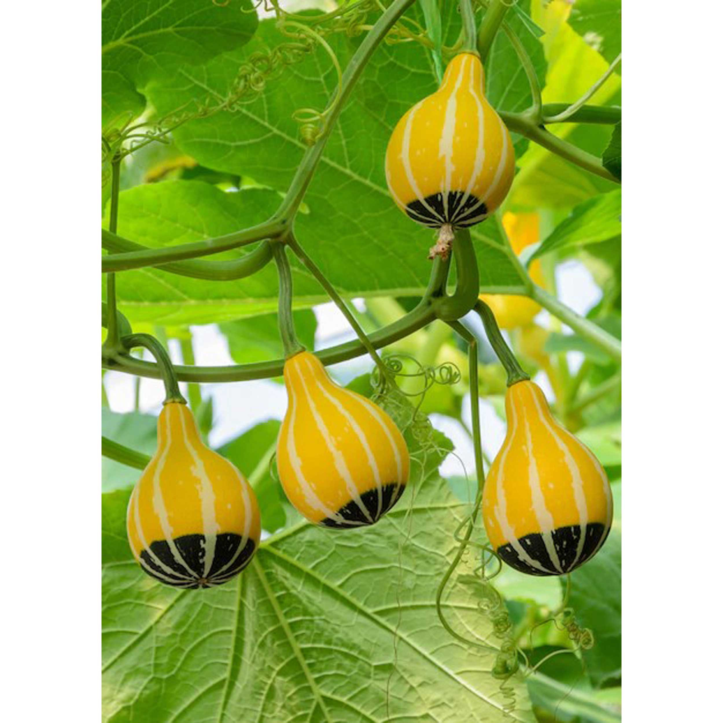 بذر کدو گلابی دو رنگ گلبرگ پامچال کد GPF-308