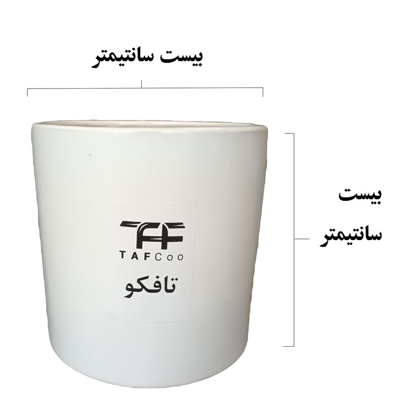 گیاه طبیعی فیکوس ابلغ تافکو کد 2x