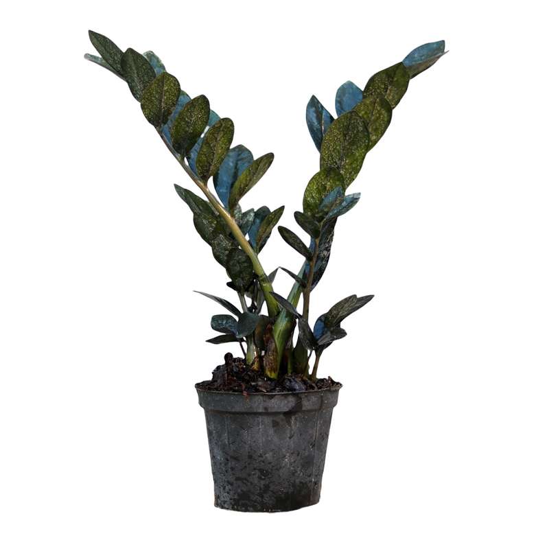 گیاه طبیعی زامیفولیا بلک مدل 02