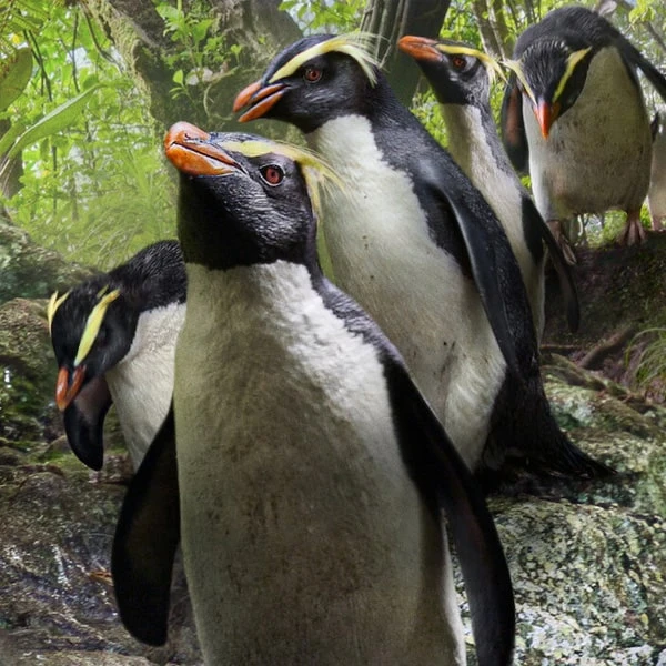 عکس شماره 5 : مستند سیاره ما our planet اثر آلستر فوردگل نشر لیمو استور