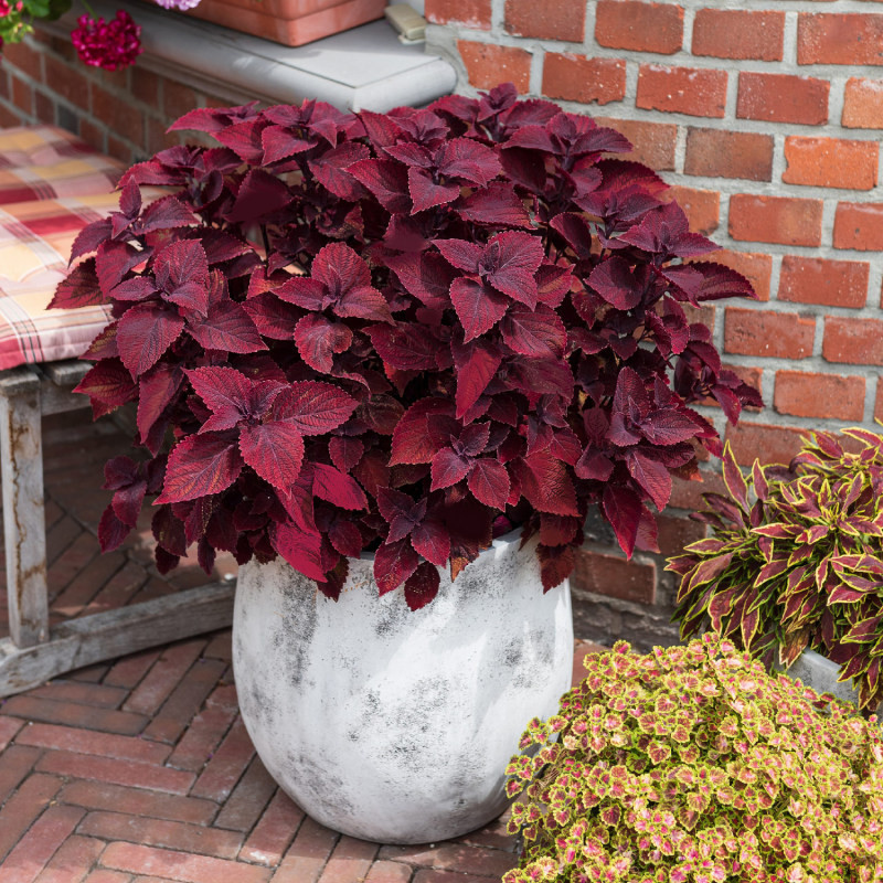 بذر گل حسن یوسف واولت رد سانیا سید مدل SS60