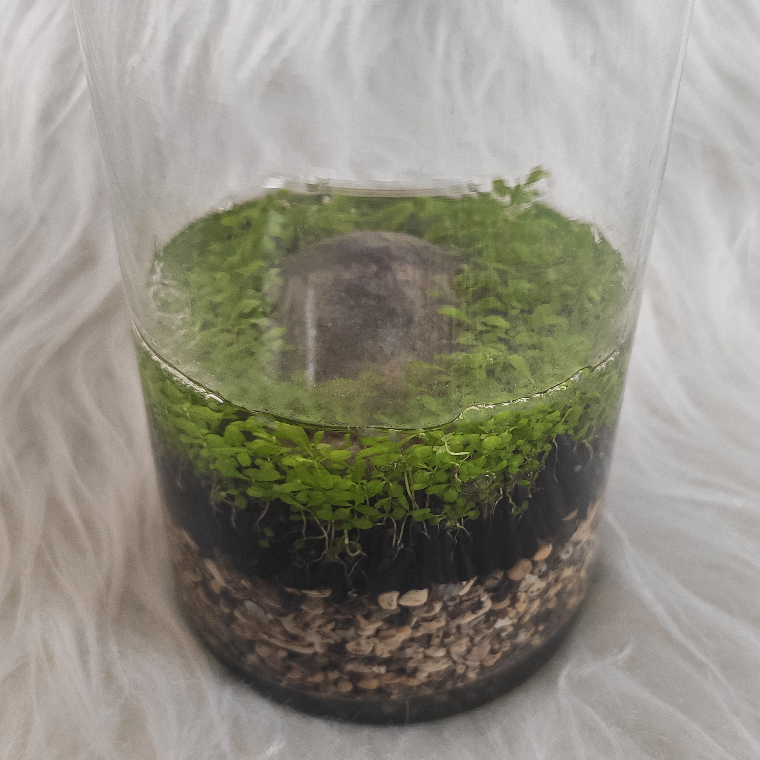 ویواریوم گیاه طبیعی کد viv-121 ویواریوم گیاه طبیعی کد viv-121