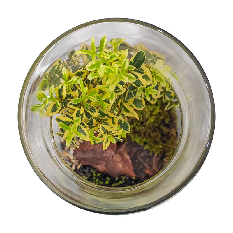 تراریوم گیاه طبیعی کد OST-11