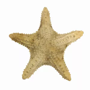 ستاره دریایی تزیینی مدل bs8
