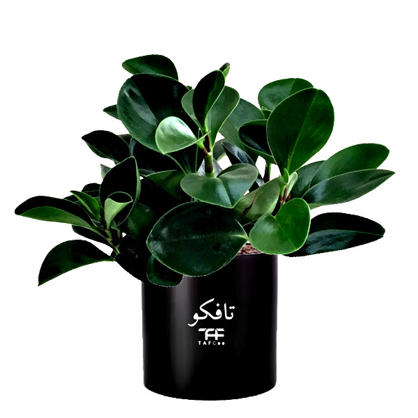 گل طبیعی قاشقی بلک تافکو مدل s1