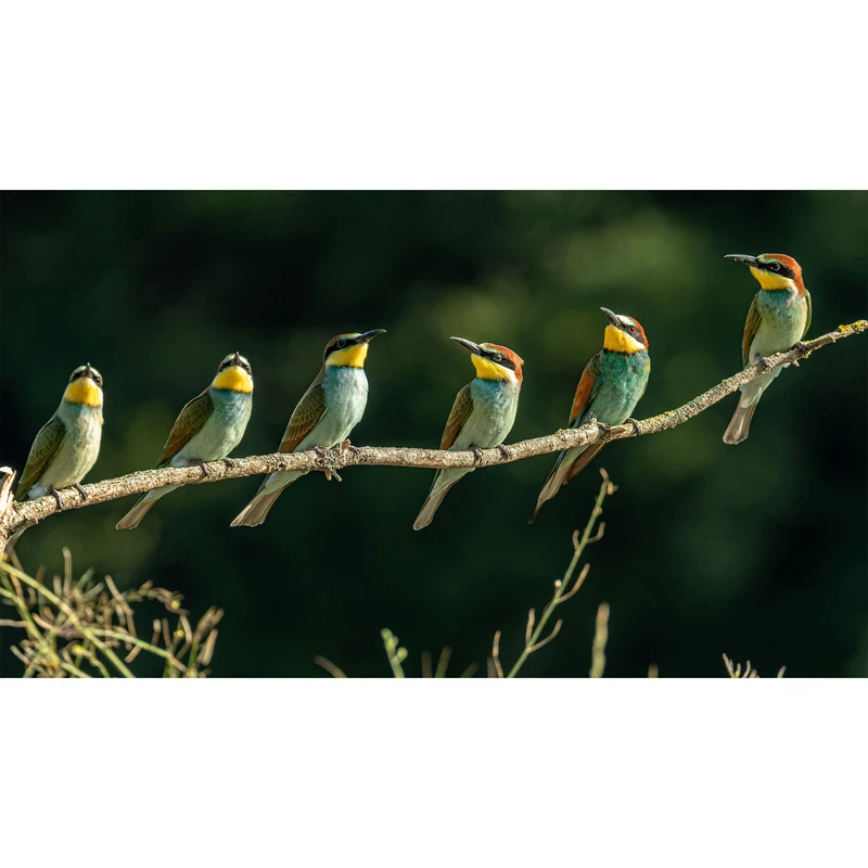 تابلو شاسی طرح پرنده و گنجشک روی شاخه درخت مدل T7712