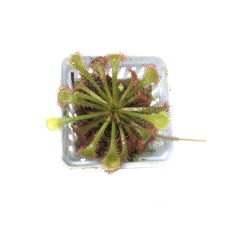 گیاه حشره خوار دروزرا خورشیدی مدل sh-2021 گیاه حشره خوار دروزرا خورشیدی مدل sh-2021