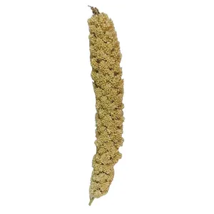 غذای پرنده مدل ارزن خوشه ای کد 020 بسته 20 عددی