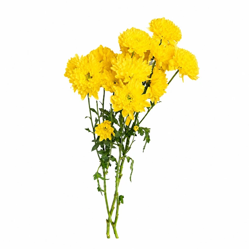 شاخه گل داودی طبیعی مدل مینیاتوری کد yel1 بسته 10 عددی