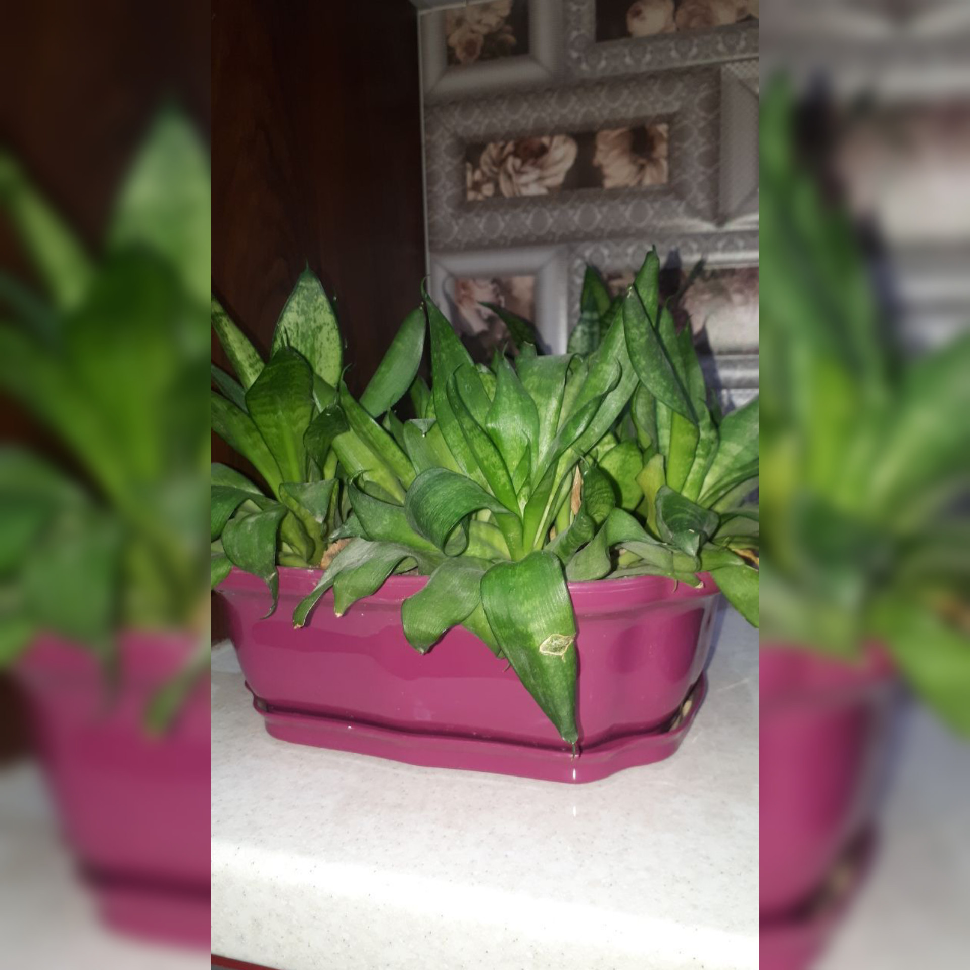 گلدان مدل بنسای بسته 2 عددی