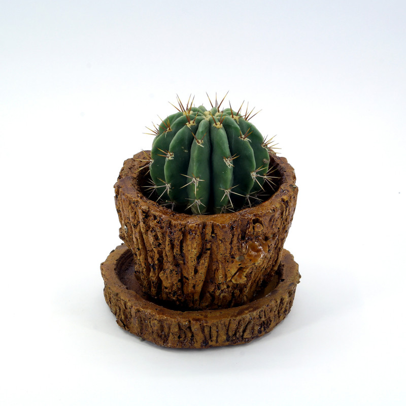 گیاه طبیعی کاکتوس کد Z1