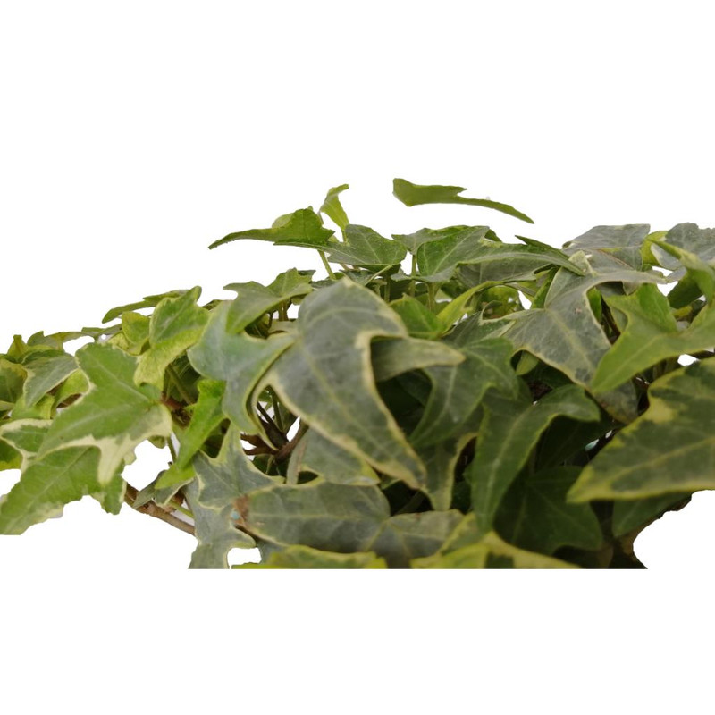 گیاه طبیعی پاپیتال کد wp02