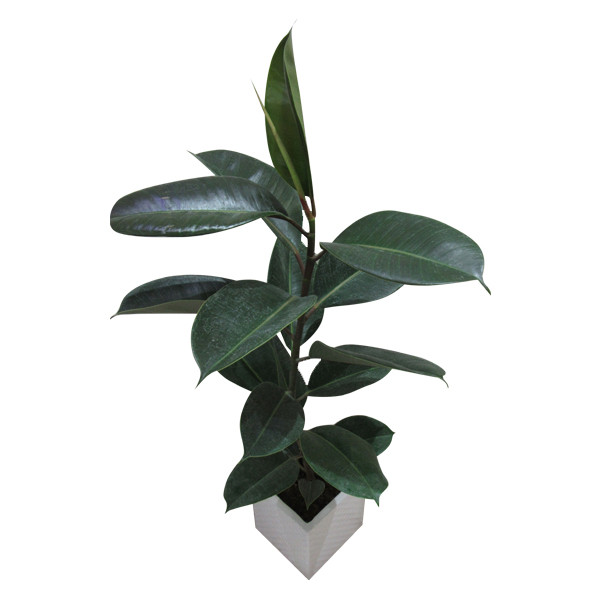 گیاه طبیعی فیکوس کد S - M01