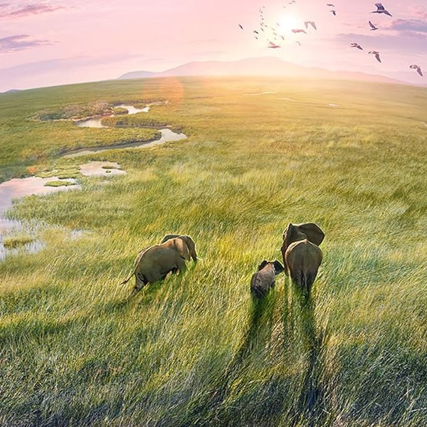 مستند سیاره زمین دو Planet Earth II 2016 اثر دیوید اتنبرو نشر لیمو استور