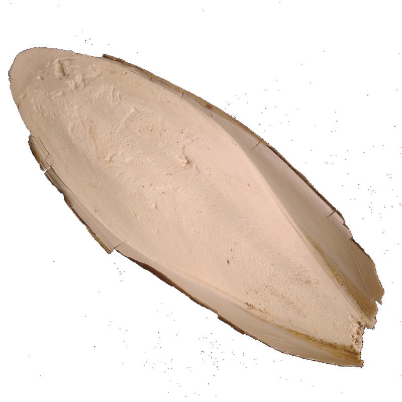 کف دریا کد M 90 وزن ۹۰ گرم