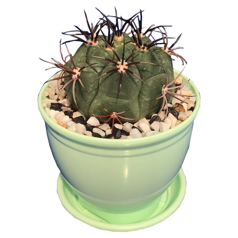 گیاه طبیعی کاکتوس ژمینو بروچی مدل ZH-21 گیاه طبیعی کاکتوس ژمینو بروچی مدل ZH-21