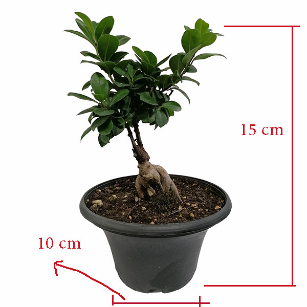 گیاه طبیعی بونسای مدل 5161807