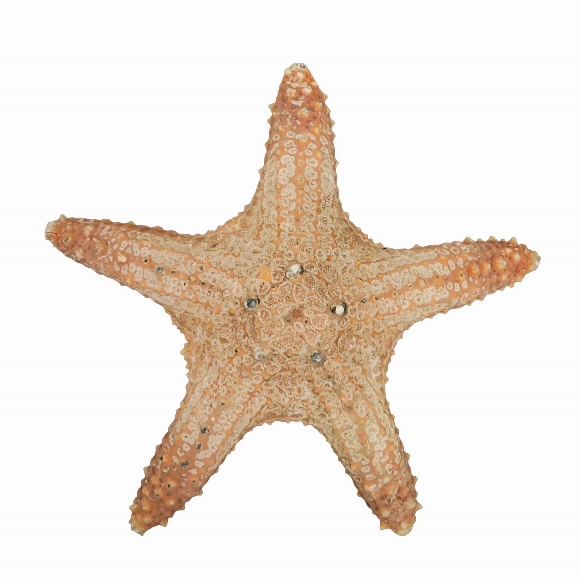 ستاره دریایی تزیینی مدل w10