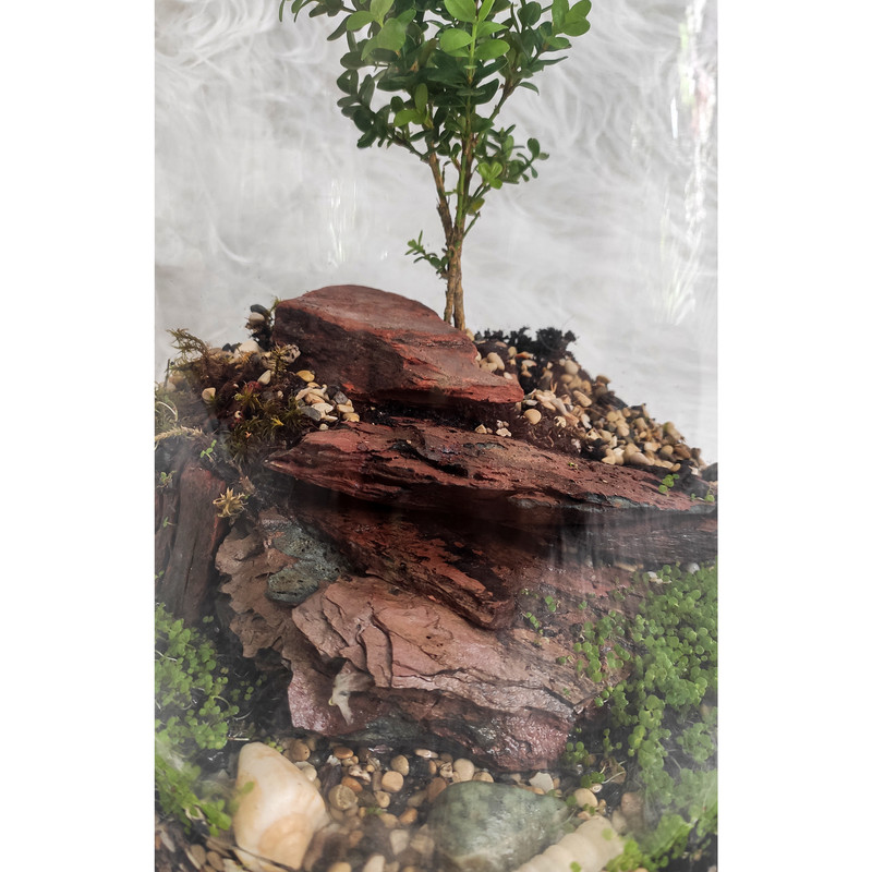 تراریوم گیاه طبیعی کد ostv-5